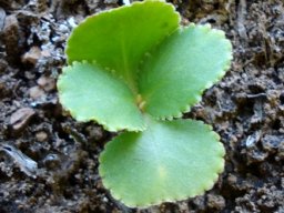 Crassula saxifraga